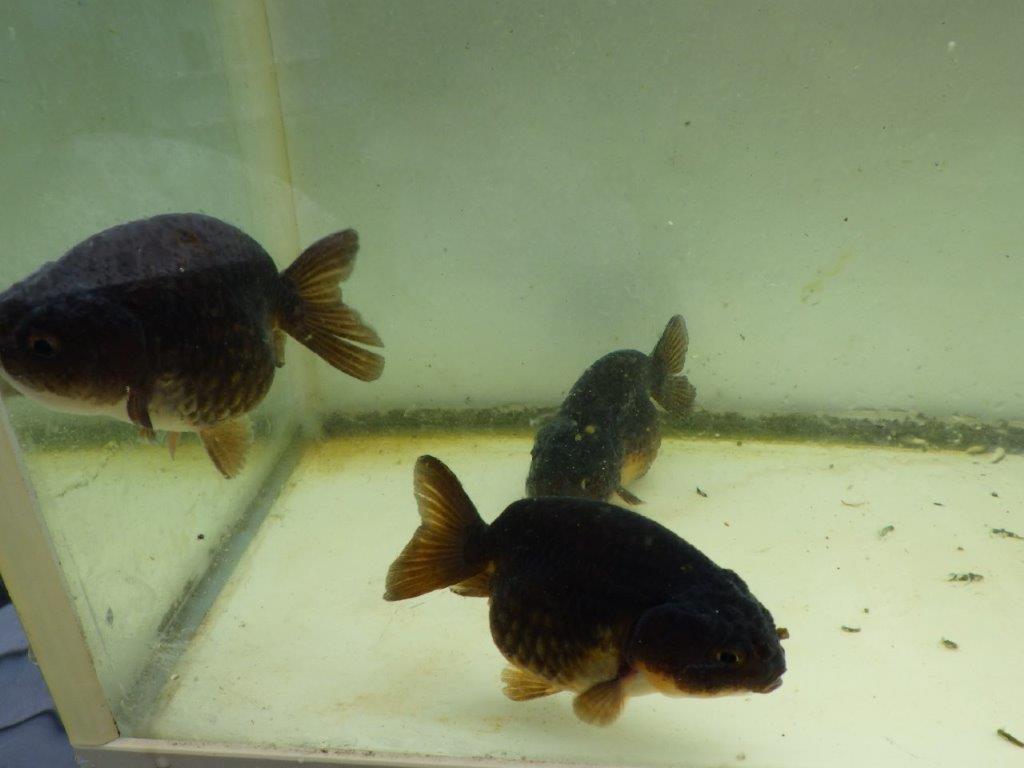 【 中国輸入金魚　担当者様厳選】こちらは黒らんちゅう×紅葉系の透明リン 約8㎝ 限定３尾