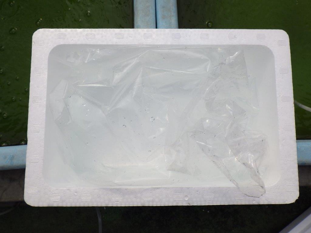 【 中国輸入金魚 担当者様厳選】こちらは黒らんちゅう×紅葉系の透明リン 約8㎝ 限定3尾