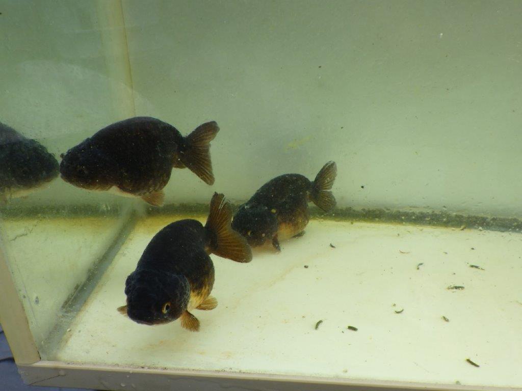 【 中国輸入金魚 担当者様厳選】こちらは黒らんちゅう×紅葉系の透明リン 約8㎝ 限定3尾