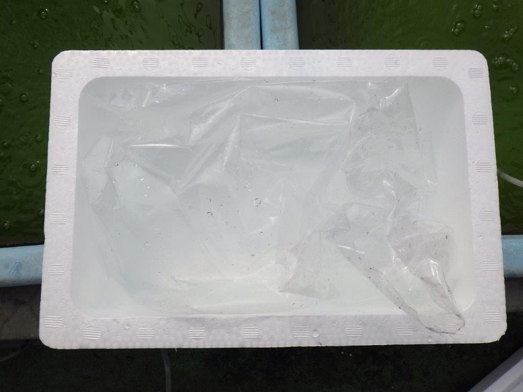 【 中国輸入金魚　担当者様厳選】こちらは黒らんちゅう（透明リンではない） 約8㎝ 限定３尾