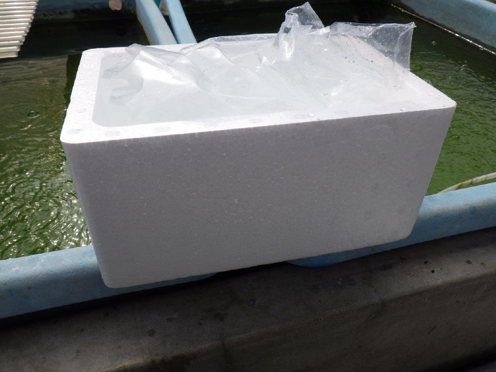 【 中国輸入金魚　担当者様厳選】こちらは黒らんちゅう（透明リンではない） 約8㎝ 限定３尾