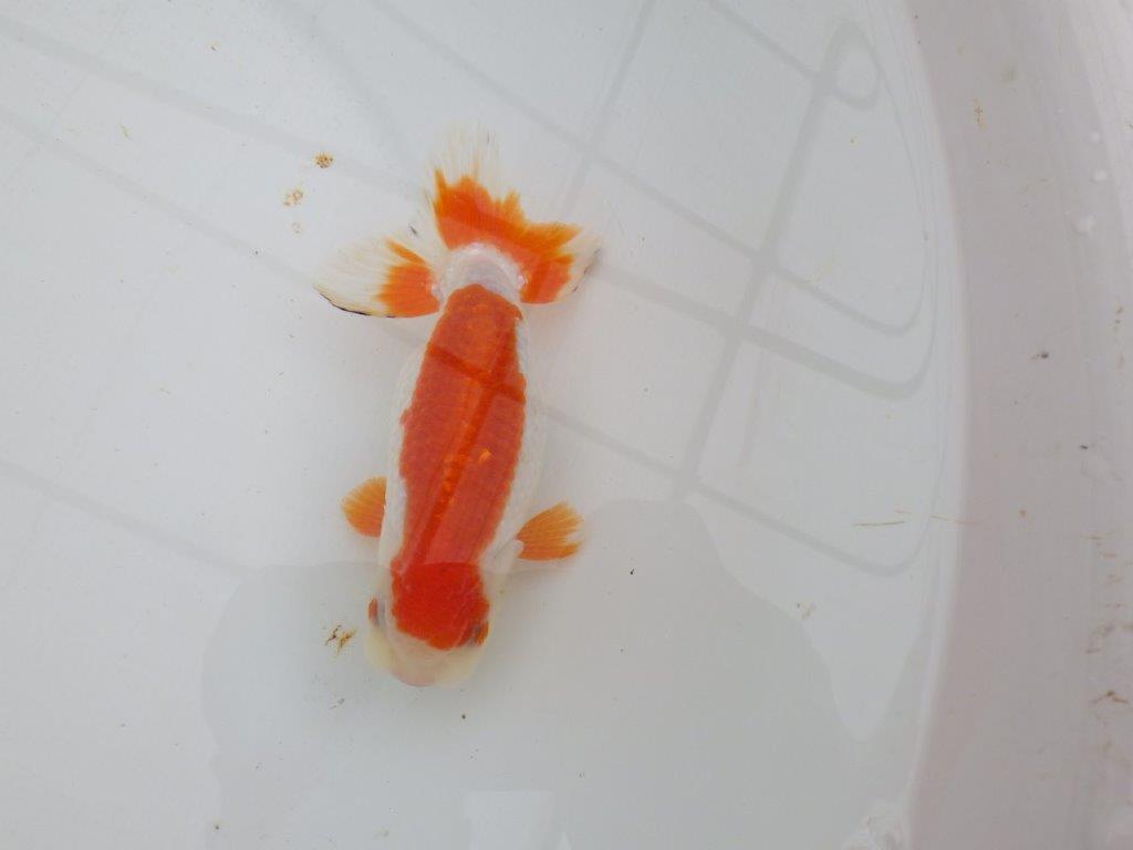 背腰が綺麗で横からのご鑑賞も◎　明け二歳らんちゅう　約13㎝　生別不明【全国大会東大関獲得系統】