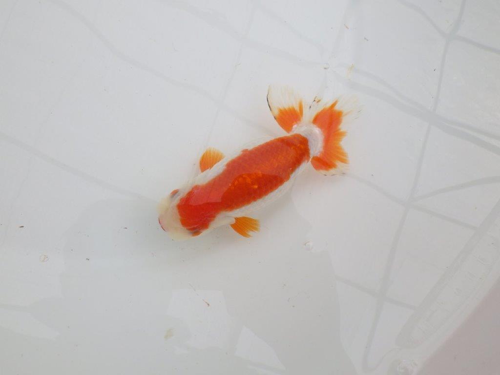 背腰が綺麗で横からのご鑑賞も◎　明け二歳らんちゅう　約13㎝　生別不明【全国大会東大関獲得系統】