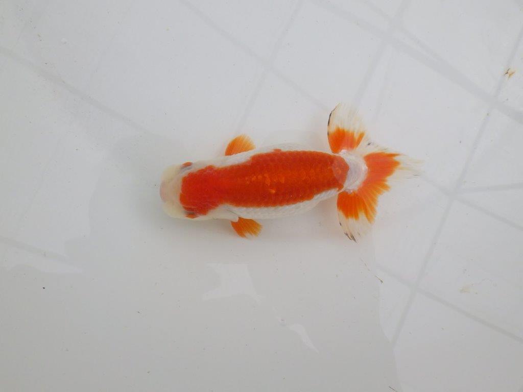 背腰が綺麗で横からのご鑑賞も◎　明け二歳らんちゅう　約13㎝　生別不明【全国大会東大関獲得系統】の上身
