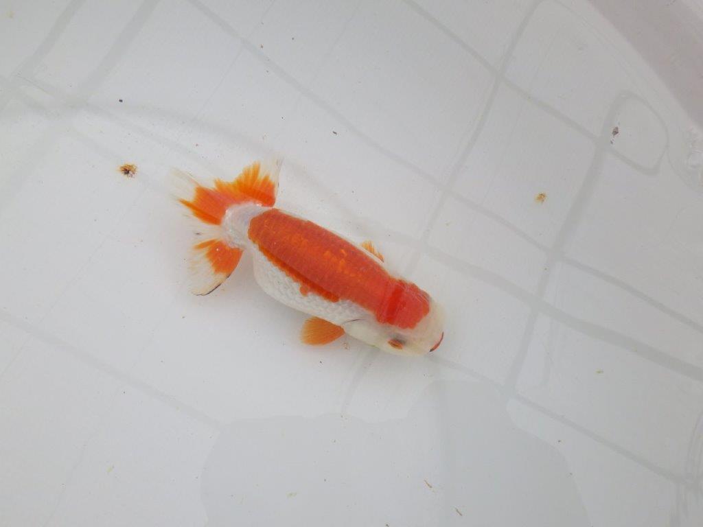 背腰が綺麗で横からのご鑑賞も◎　明け二歳らんちゅう　約13㎝　生別不明【全国大会東大関獲得系統】