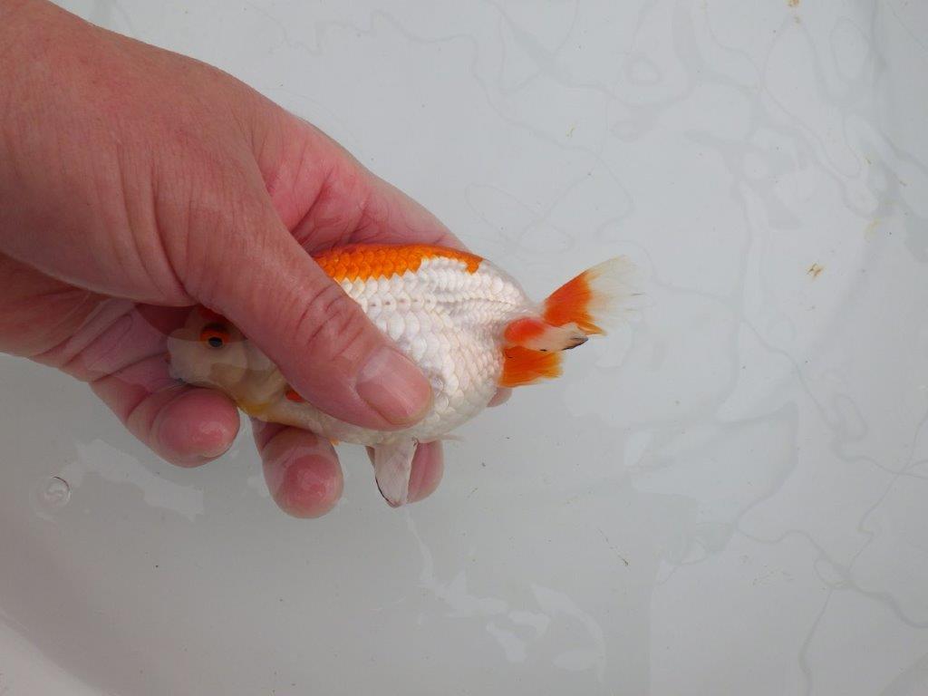 背腰が綺麗で横からのご鑑賞も◎　明け二歳らんちゅう　約13㎝　生別不明【全国大会東大関獲得系統】