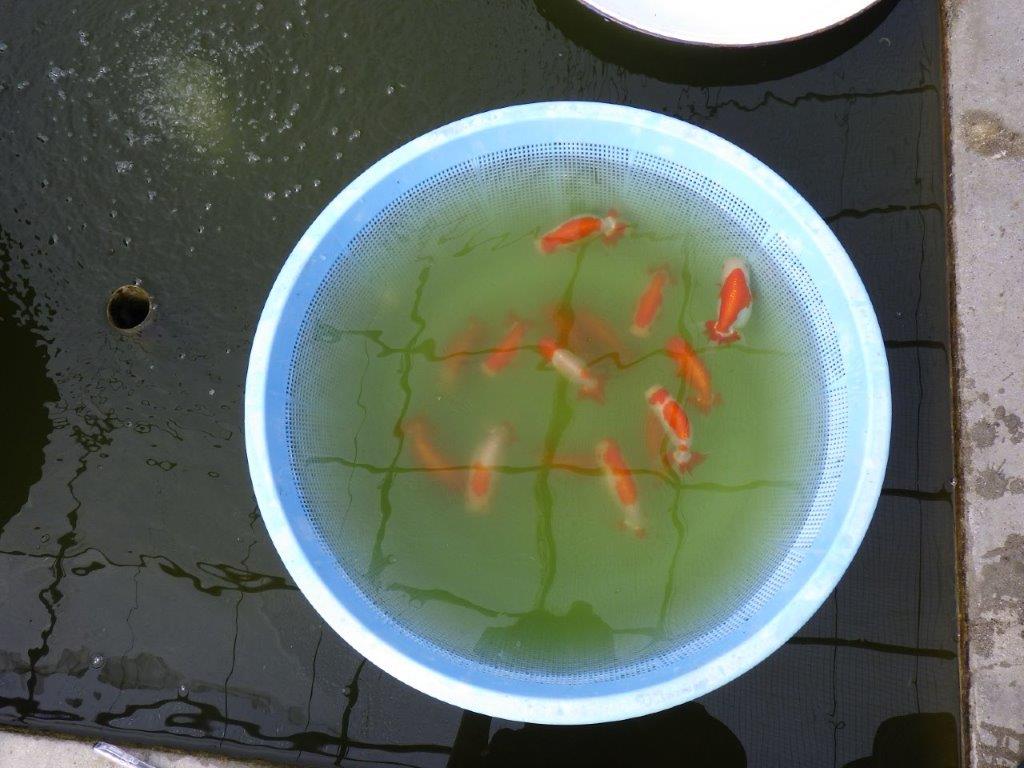背腰が綺麗で横からのご鑑賞も◎　明け二歳らんちゅう　約13㎝　生別不明【全国大会東大関獲得系統】