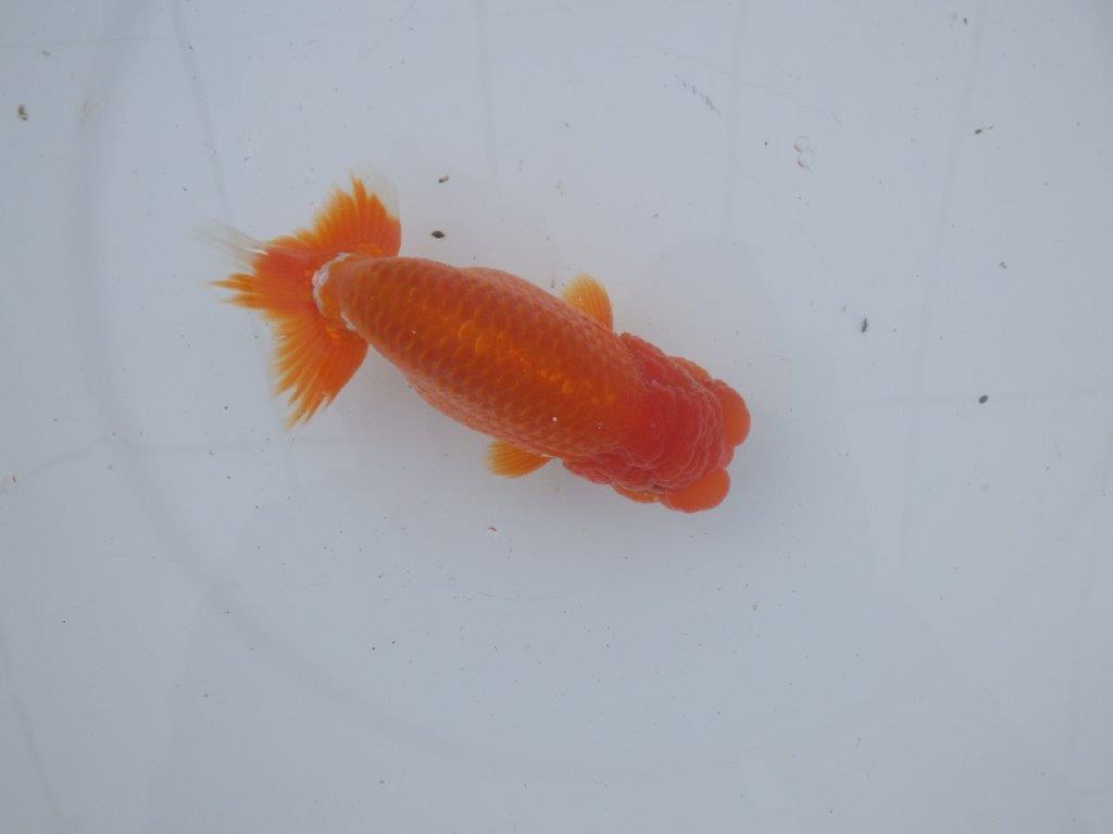 【愛知超ベテランブリーダー 都築氏 作出】お勧め二歳らんちゅう 約1４,5㎝  四ッ尾 二本舵 オス