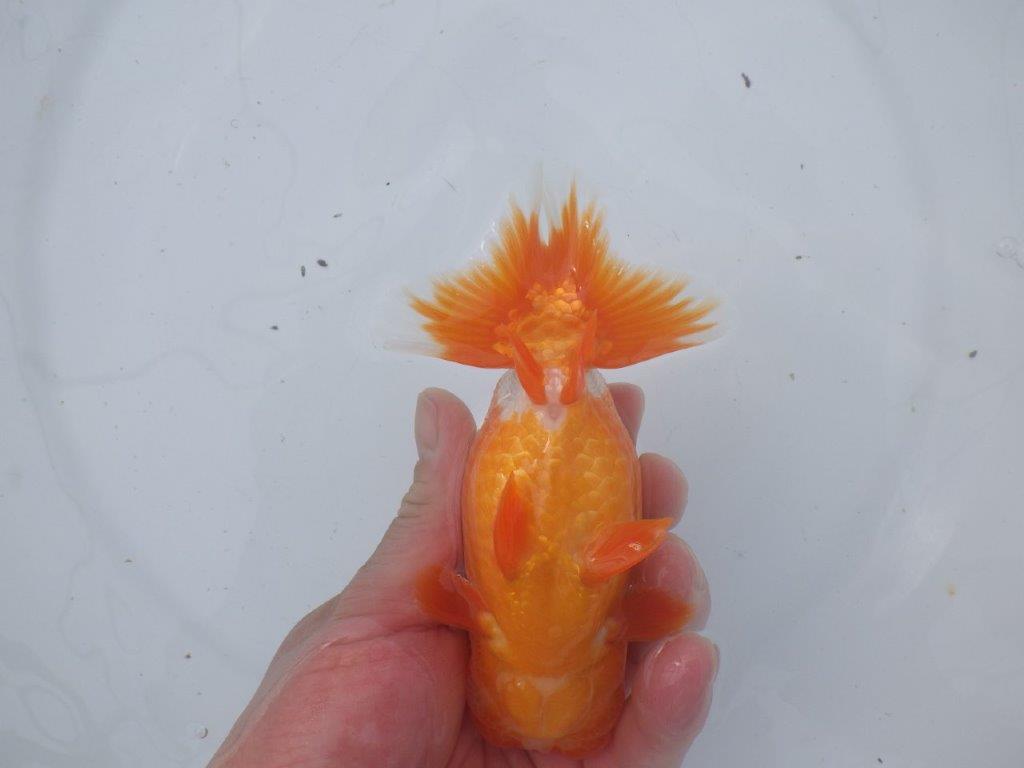 【愛知超ベテランブリーダー 都築氏 作出】お勧め二歳らんちゅう 約1４,5㎝  四ッ尾 二本舵 オス