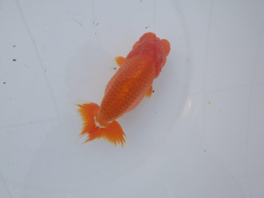 【愛知超ベテランブリーダー 都築氏 作出】お勧め二歳らんちゅう 約1４,5㎝  四ッ尾 二本舵 オス