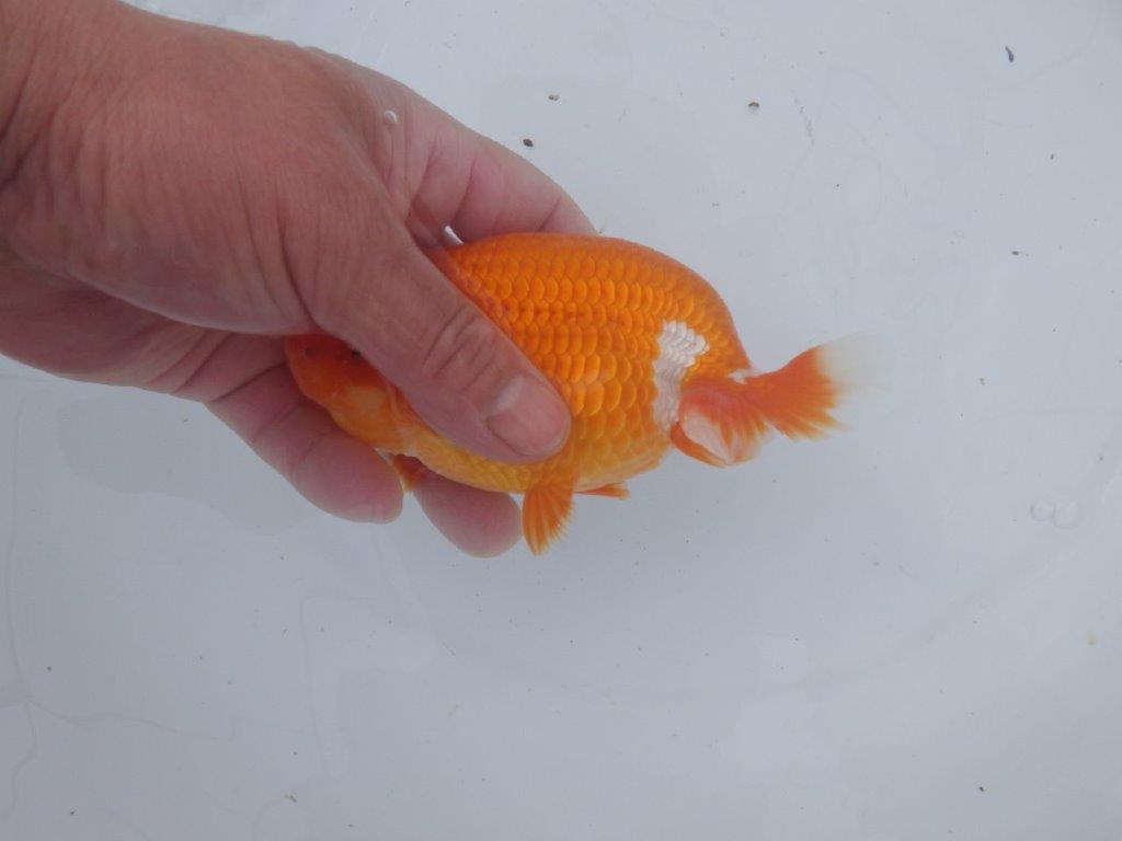 【愛知超ベテランブリーダー 都築氏 作出】お勧め二歳らんちゅう 約1４,5㎝  四ッ尾 二本舵 オス