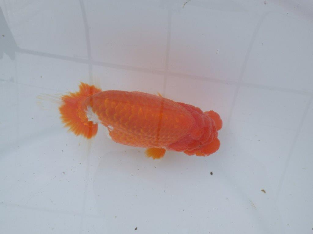 【愛知超ベテランブリーダー 都築氏 作出】二歳仕上げ!明け二歳らんちゅう 約14,5㎝ 四ッ尾 二本舵 オス