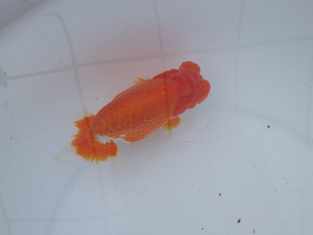 【愛知超ベテランブリーダー 都築氏 作出】二歳仕上げ!明け二歳らんちゅう 約14,5㎝ 四ッ尾 二本舵 オス