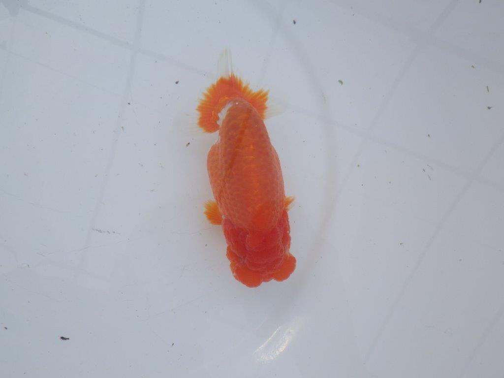 【愛知超ベテランブリーダー 都築氏 作出】二歳仕上げ!明け二歳らんちゅう 約14,5㎝ 四ッ尾 二本舵 オス