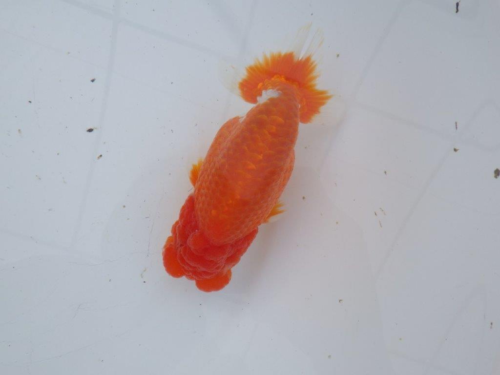 【愛知超ベテランブリーダー 都築氏 作出】二歳仕上げ!明け二歳らんちゅう 約14,5㎝ 四ッ尾 二本舵 オス