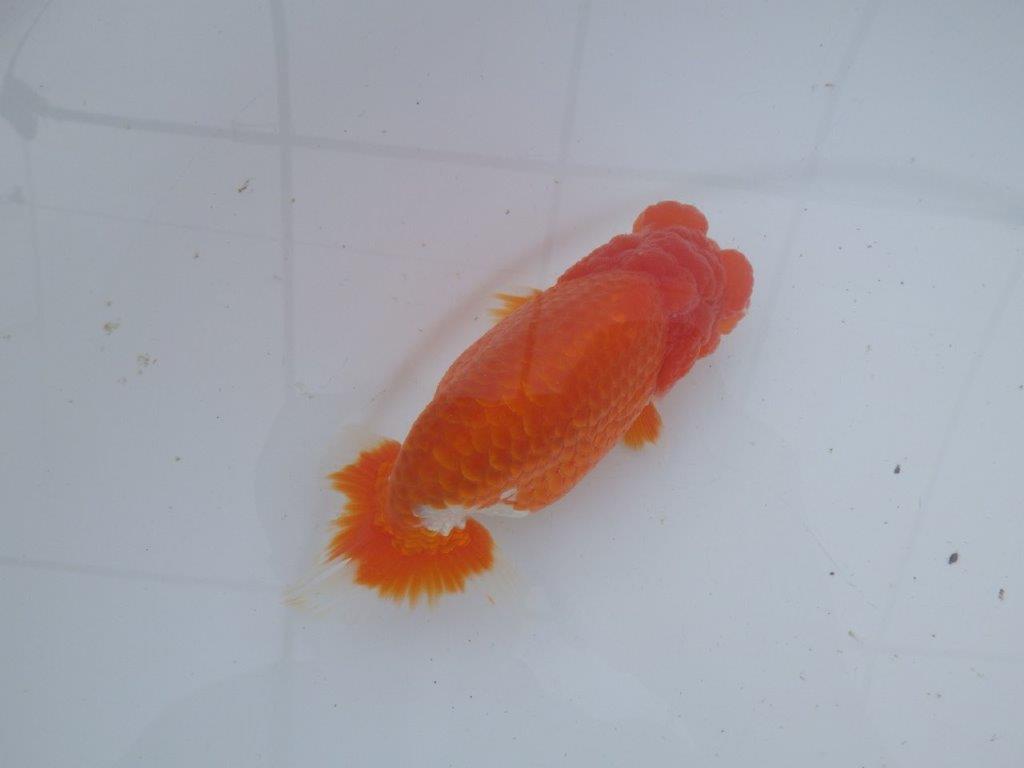 【愛知超ベテランブリーダー 都築氏 作出】二歳仕上げ!明け二歳らんちゅう 約14,5㎝ 四ッ尾 二本舵 オス