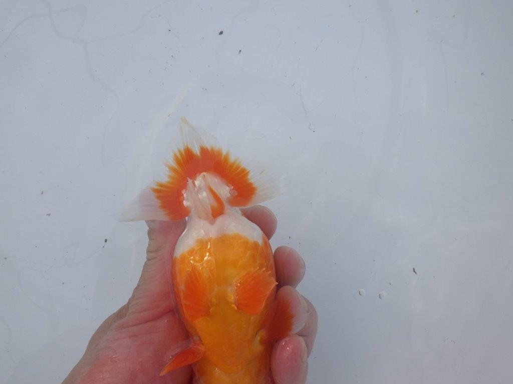 【愛知超ベテランブリーダー 都築氏 作出】二歳仕上げ!明け二歳らんちゅう 約14,5㎝ 四ッ尾 二本舵 オス