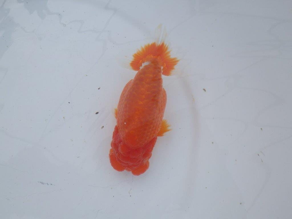 【愛知超ベテランブリーダー 都築氏 作出】二歳仕上げ!明け二歳らんちゅう 約14,5㎝ 四ッ尾 二本舵 オス