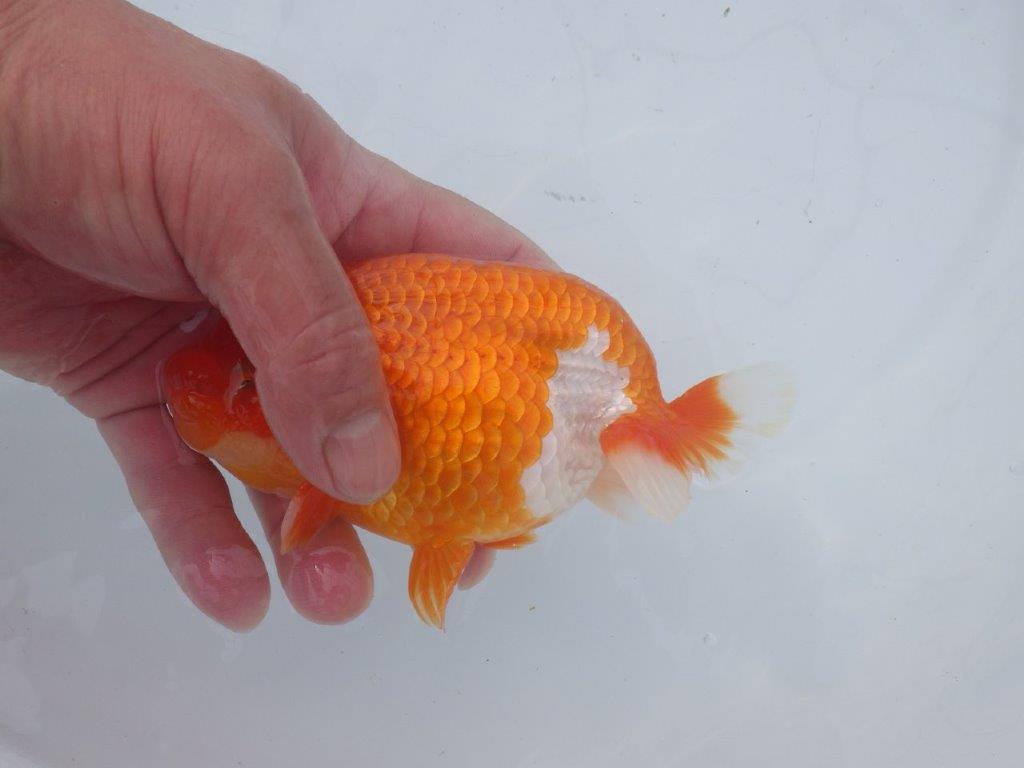 【愛知超ベテランブリーダー 都築氏 作出】二歳仕上げ!明け二歳らんちゅう 約14,5㎝ 四ッ尾 二本舵 オス