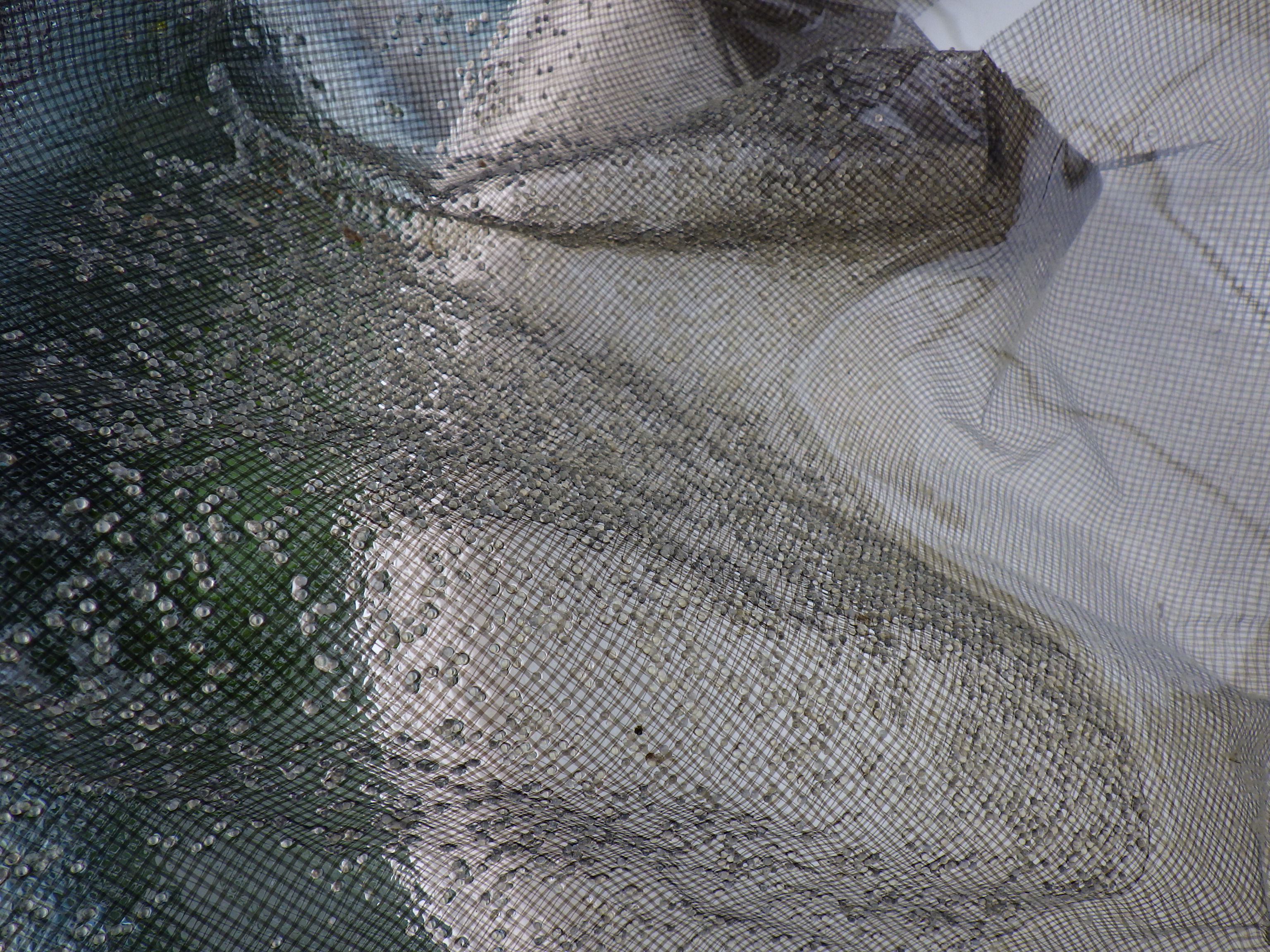 【２０２６　受精卵の予約　限定２名】の上身