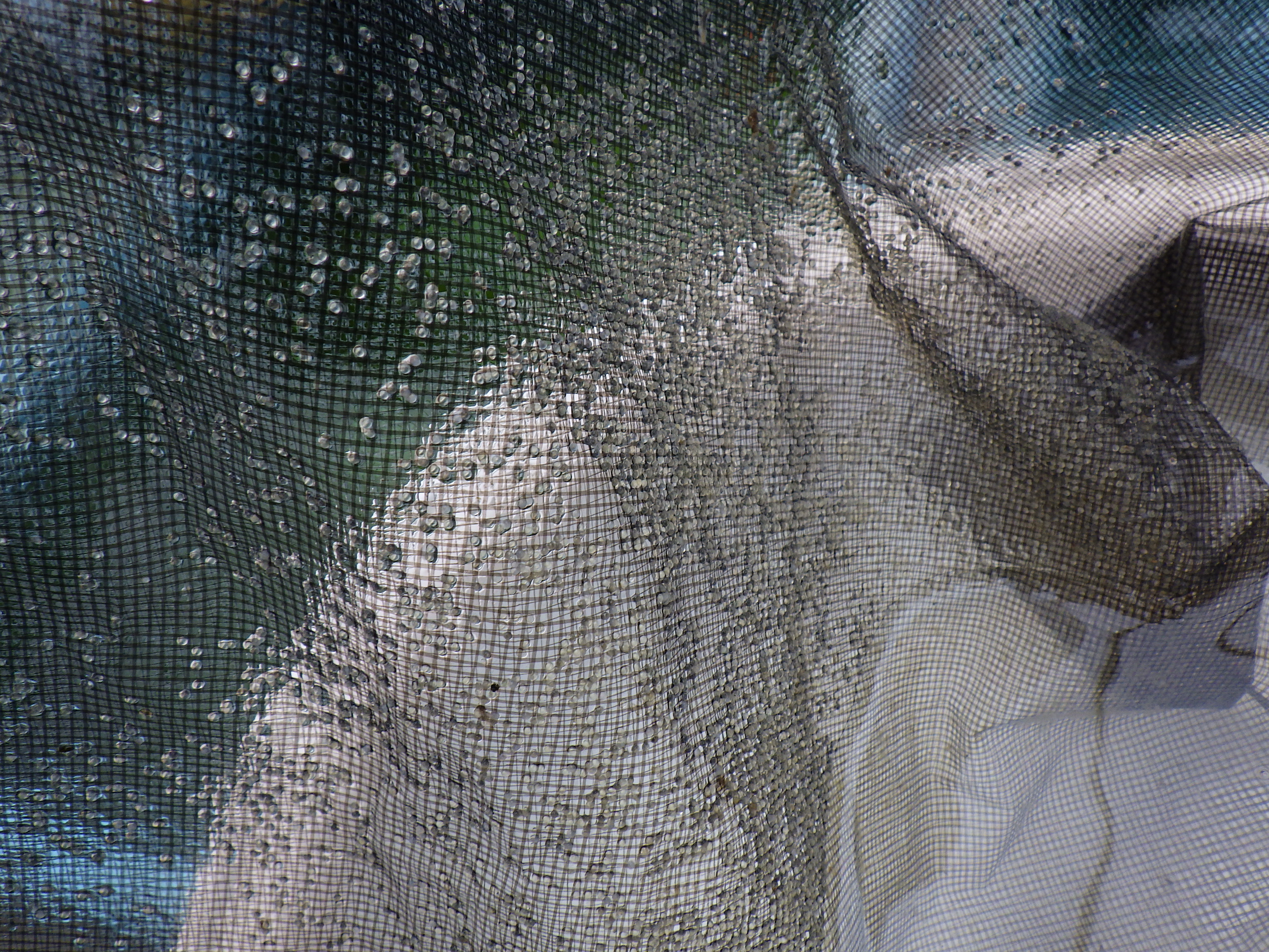 【２０２６　受精卵の予約　限定２名】