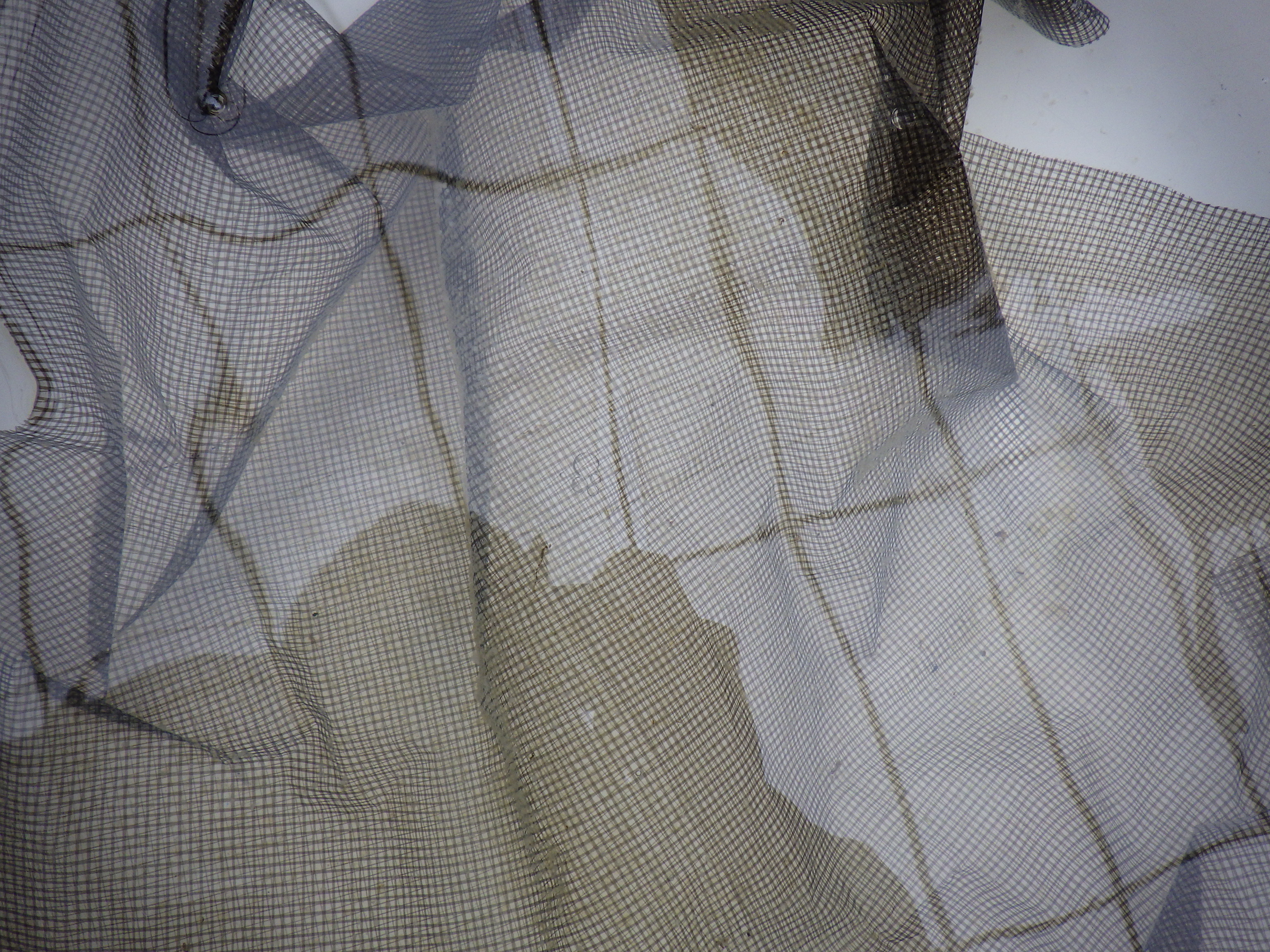 【２０２６　受精卵の予約　限定１名】の上身