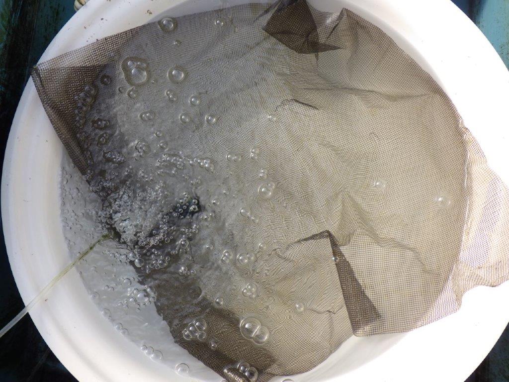 【２０２６　受精卵の予約　あと１名】