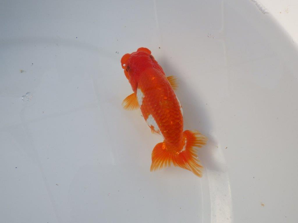 【愛知 清田良也氏】雰囲気が良くなった綺麗な更紗赤二歳らんちゅう 約1３㎝ オス