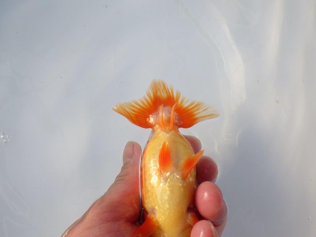 【愛知 清田良也氏】雰囲気が良くなった綺麗な更紗赤二歳らんちゅう 約1３㎝ オス