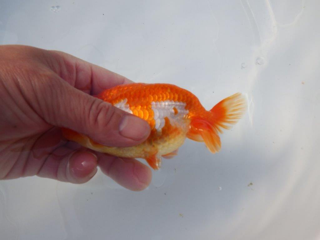 【愛知 清田良也氏】雰囲気が良くなった綺麗な更紗赤二歳らんちゅう 約1３㎝ オス