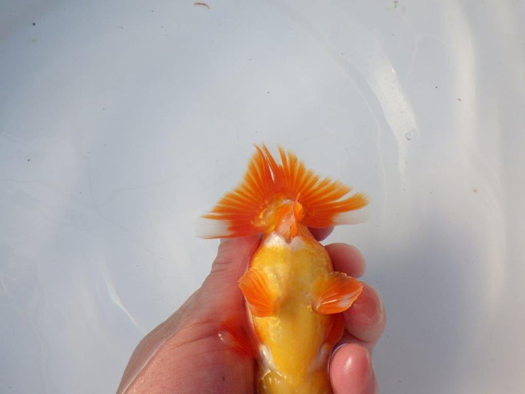 【愛知 清田良也氏】尾・頭・全体の雰囲気がとても良い明け二歳らんちゅう 約1３㎝ オス