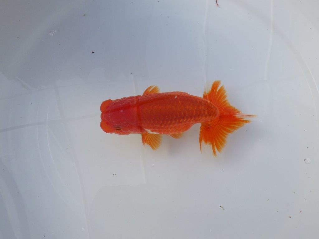 【愛知 清田良也氏】尾・頭・全体の雰囲気がとても良い明け二歳らんちゅう 約1３㎝ オス