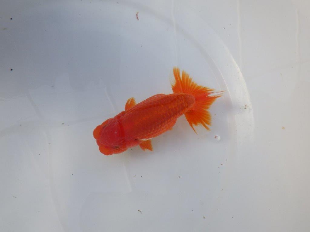 【愛知 清田良也氏】尾・頭・全体の雰囲気がとても良い明け二歳らんちゅう 約1３㎝ オス