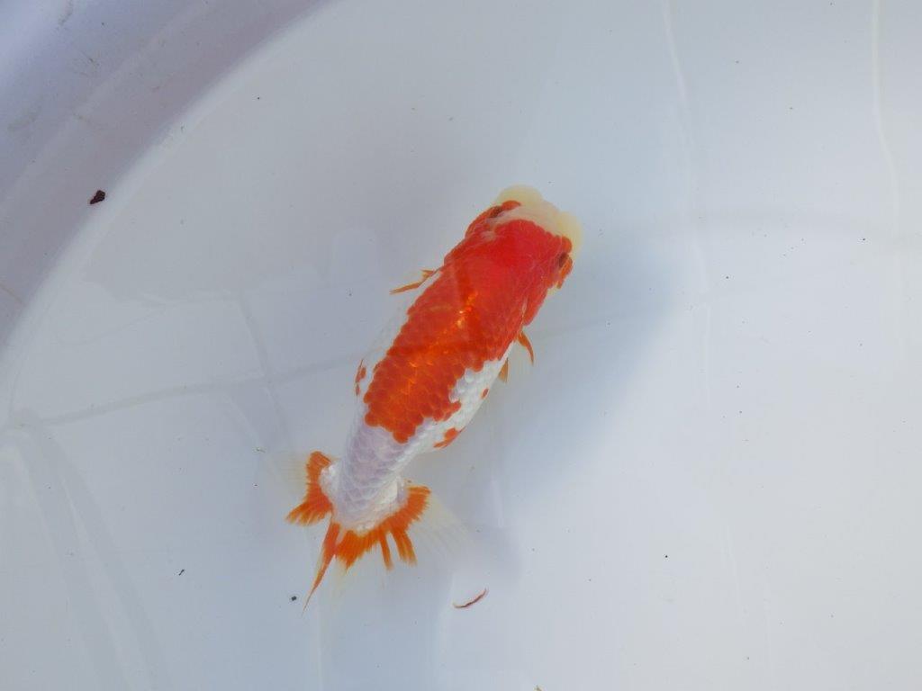 【愛知 清田良也氏】インパクトのある綺麗な更紗 明け二歳らんちゅう 約15,5㎝ メス？