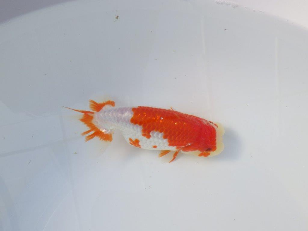 【愛知 清田良也氏】インパクトのある綺麗な更紗 明け二歳らんちゅう 約15,5㎝ メス？