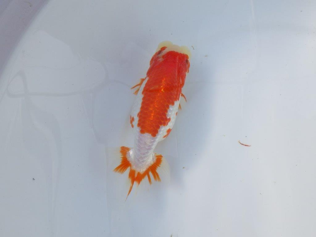 【愛知 清田良也氏】インパクトのある綺麗な更紗 明け二歳らんちゅう 約15,5㎝ メス？