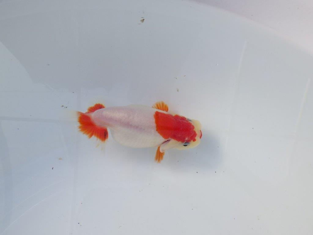 【愛知 清田良也氏】激レア！上物明け二歳もみじらんちゅう 約11,5㎝ メス？