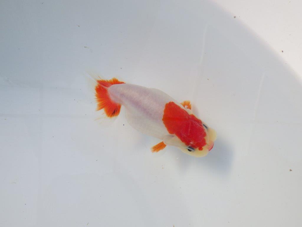 【愛知 清田良也氏】激レア！上物明け二歳もみじらんちゅう 約11,5㎝ メス？