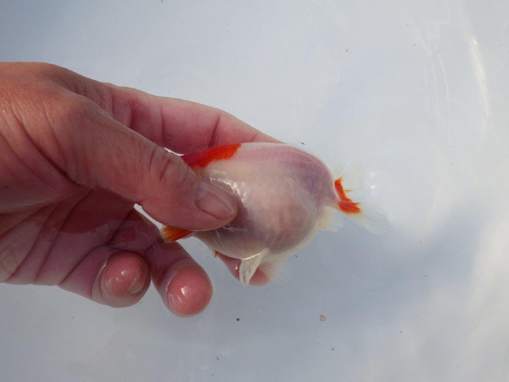 【愛知 清田良也氏】激レア！上物明け二歳もみじらんちゅう 約11,5㎝ メス？