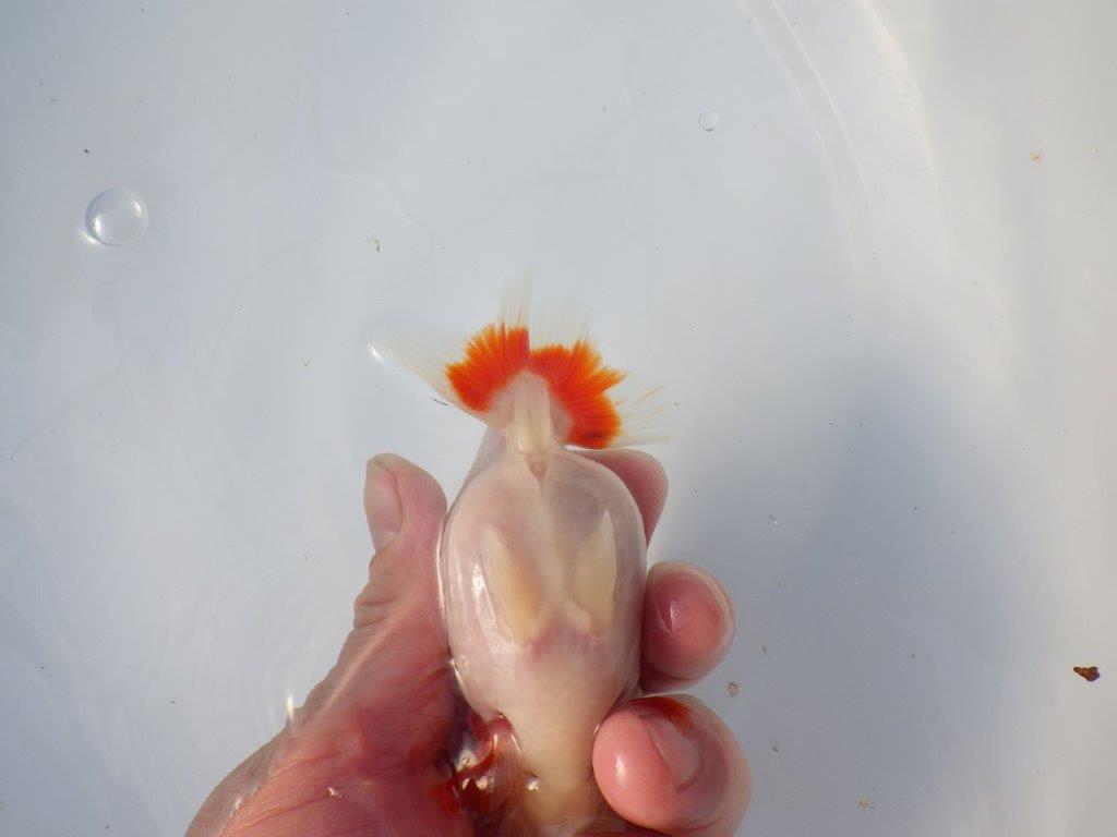 【愛知 清田良也氏】激レア！上物明け二歳もみじらんちゅう 約11,5㎝ メス？