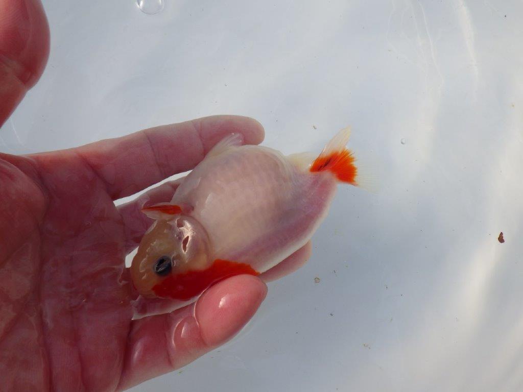 【愛知 清田良也氏】激レア！上物明け二歳もみじらんちゅう 約11,5㎝ メス？