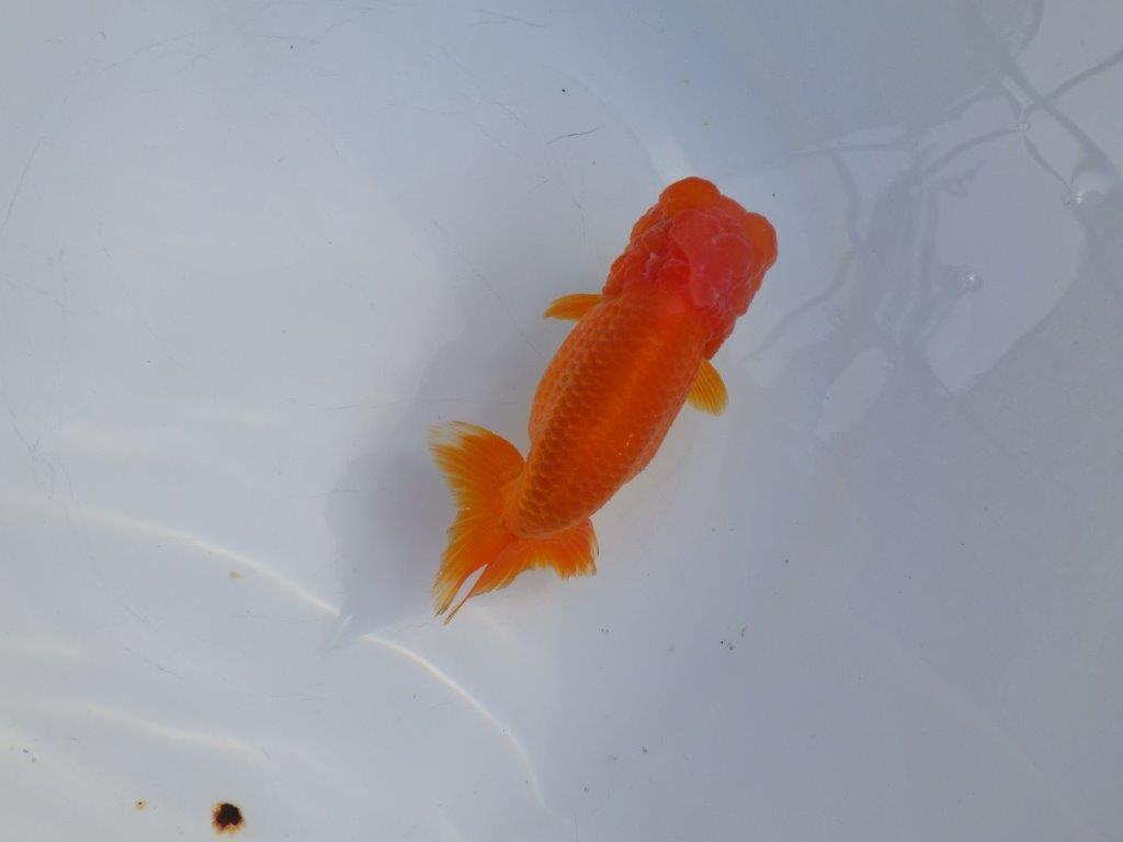 【愛知 小早川義幸 氏】タネにもお勧め!!明け二歳らんちゅう 約13㎝ メス?