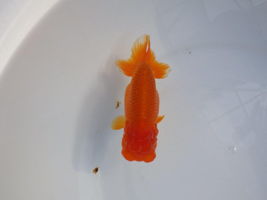 【愛知 小早川義幸 氏】タネにもお勧め!!明け二歳らんちゅう 約13㎝ メス?