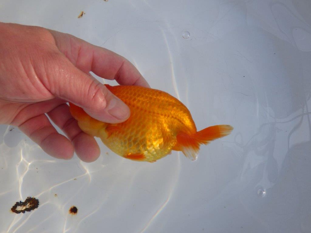 【愛知 小早川義幸 氏】タネにもお勧め!!明け二歳らんちゅう 約13㎝ メス?