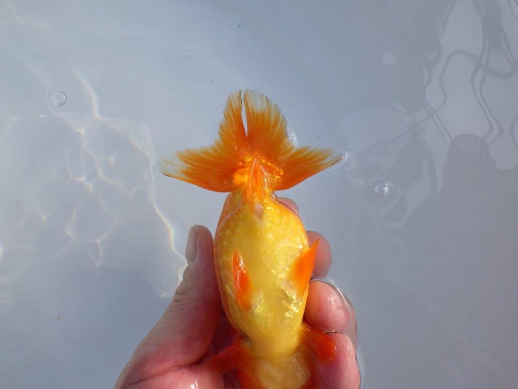 【愛知 小早川義幸 氏】タネにもお勧め!!明け二歳らんちゅう 約13㎝ メス?