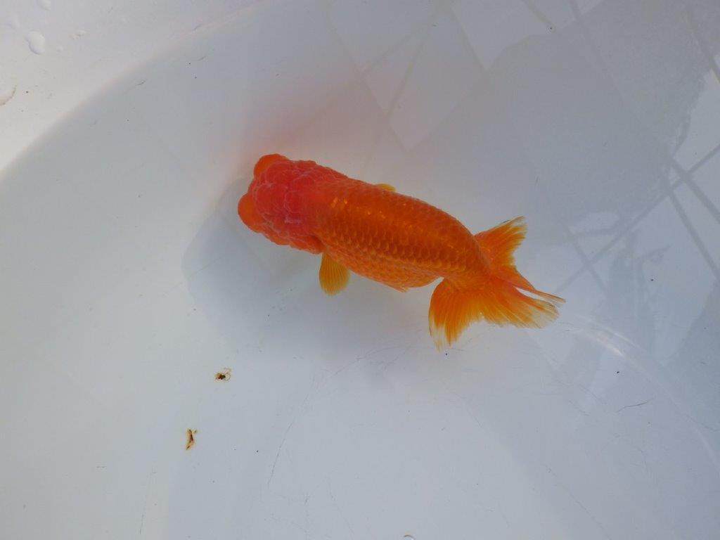 【愛知 小早川義幸 氏】タネにもお勧め!!明け二歳らんちゅう 約13㎝ メス?