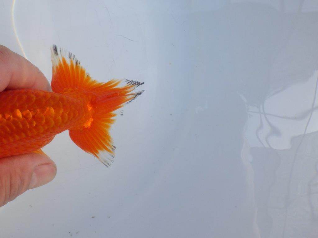 【愛知小早川義幸氏】尾型、構えの良い明け二歳らんちゅう約13㎝