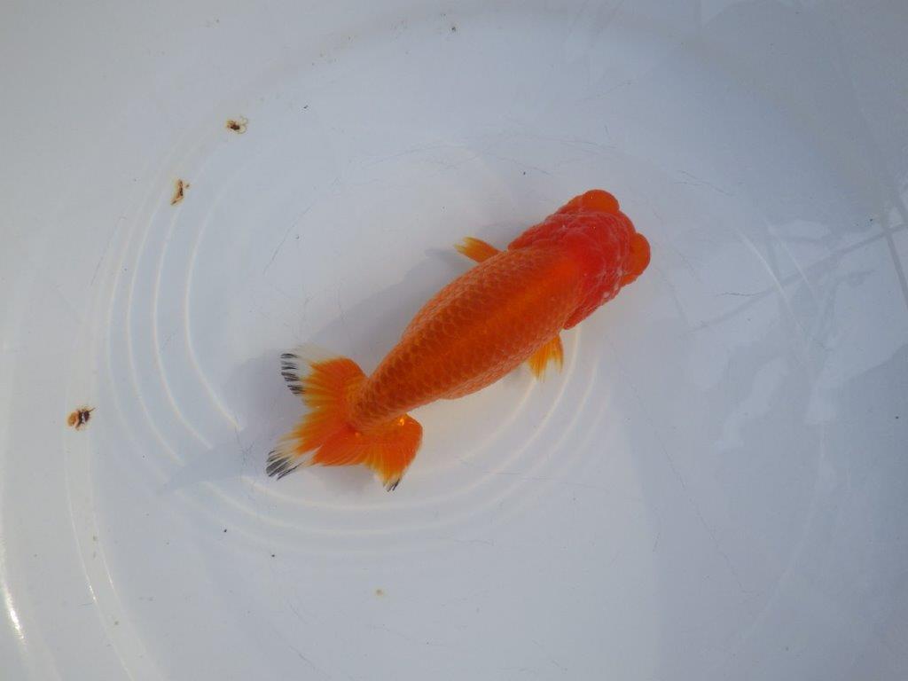 【愛知小早川義幸氏】頭が良く映える明け二歳らんちゅう約14㎝オス