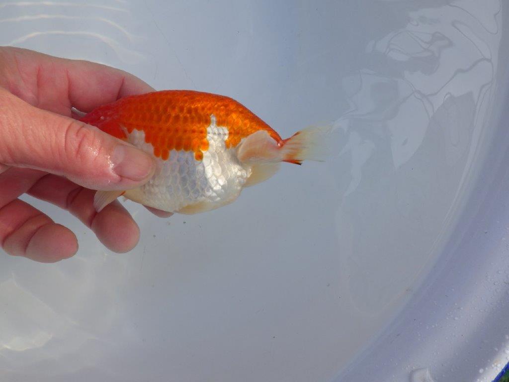 【愛知小早川義幸氏】裏皿が多く種にもお勧めの明け二歳らんちゅう約13㎝オス