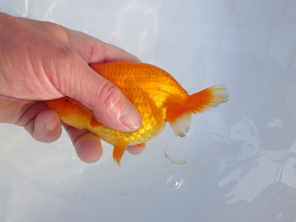 【愛知小早川義幸氏】バランスが良くご鑑賞お勧めの明け二歳らんちゅう約13,5㎝メス？